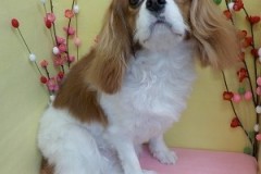 『サッパリしました！』