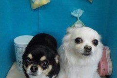 『見て！子の輝き☆』