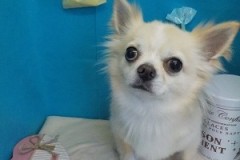 『サラサラになりました☆』