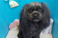 『耳の毛もだいぶ伸びていい感じ！』