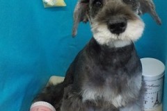 『モヒカン！どうかな？』