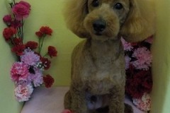 『似合うかな？』