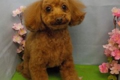 『可愛くしてもらいました♪』