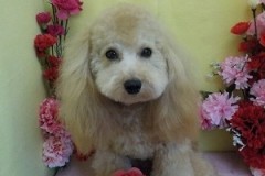 『ふわふわにしてもらったよ♪』