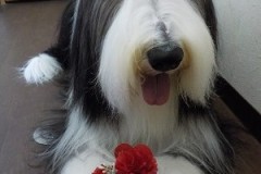 『お花どうぞ―♪』