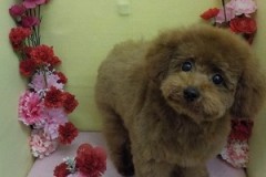 『どうでしたか？』