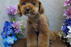 『このリーゼント最高！』