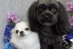 『スッキリしました☆』