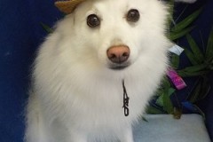 『真っ白になりました☆』