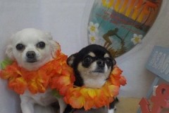 今日も綺麗にしてくれてありがとうね♬