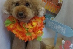 『すごいでしょー☆』