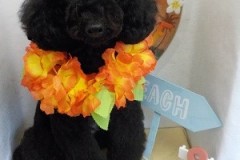 『綺麗に整えてもらいました☆』