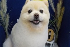 『綺麗に整えてもらったよ♪』