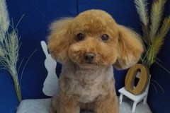 『ふわふわになりました♪』