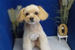 可愛くなったよ♪