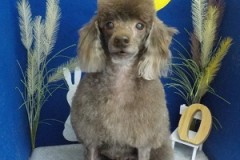 今日も羊さんみたいになったよ☆