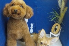 綺麗になったわ☆