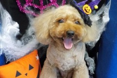 可愛くなったぜ♬