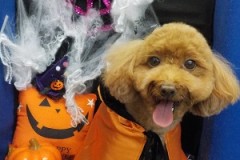 可愛くなったよ♪