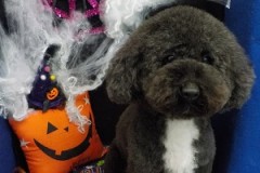 ふわふわになったよ☆