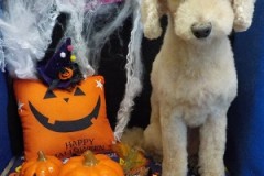 綺麗に可愛くなったわ☆