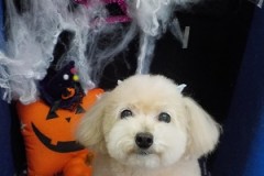 ふわふわ可愛くなったよ☆