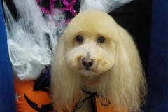 サッパリ可愛くなった☆