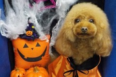 可愛くなった☆