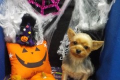 どうかな？可愛い？