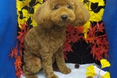 スッキリ可愛くなったよ♪