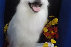 真白サラサラになった☆