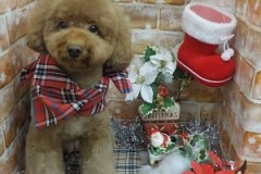 ふんわり可愛くなったよ♪