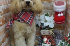 ふわふわもこもこに仕上がったよ♪