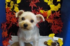 サッパリ可愛くなったよ♬