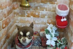 サッパリ短くなった☆