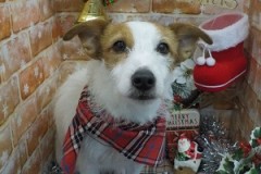 ふわふわになったよ♬