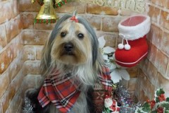 しっとりサラサラ艶が出たよ♬