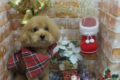 ふわふわまーるいお顔になりました♬