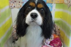 サラサラになったよ♬