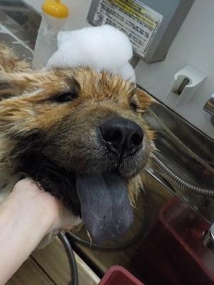 お風呂頑張ってるのよ！