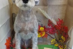 可愛くなった☆