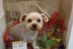 さっぱり可愛いでしょ♫