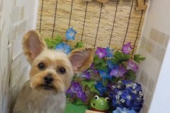 さっぱり可愛くなったよ♫