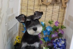 可愛くなった？