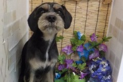 さっぱり短くなったよ♫