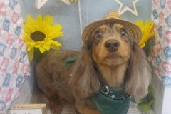 さっぱり短くなったよ🎶