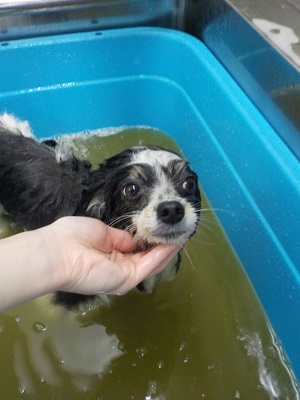 アーユルヴェーダ浴♨