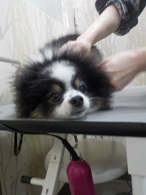 僕遊びたいよぉ~