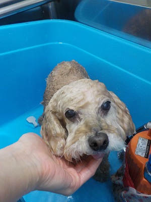 これからシャンプー!