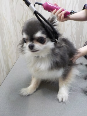 さっぱりとお願いね。